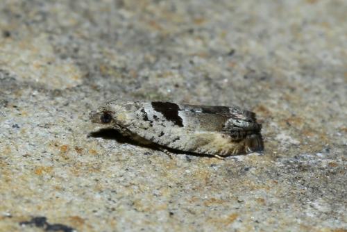 Réf. 266 021 : Epinotia ramella